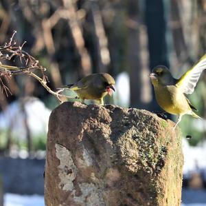 European Greenfinch