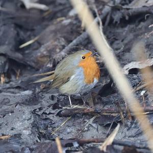 European Robin