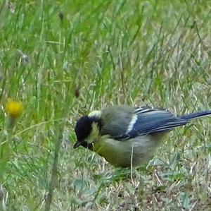 Great Tit