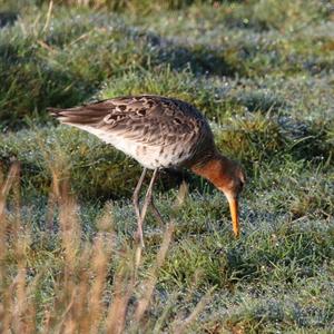 Black-tailed Godwit