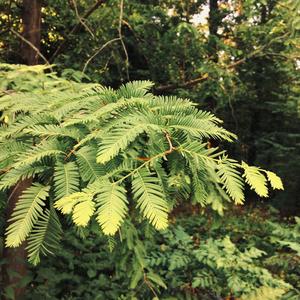 Giant Redwood