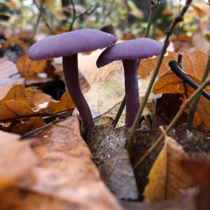 Amethyst Deceiver