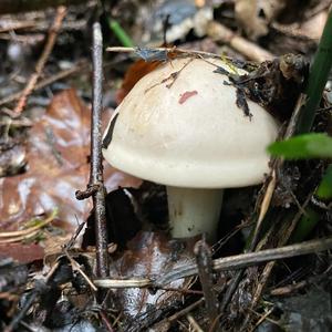 St George`s Mushroom