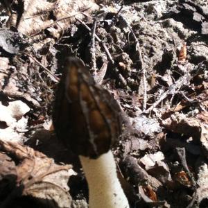 Half-free Morel