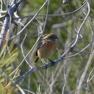 European stonechat