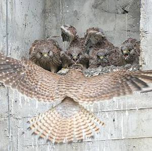 Common Kestrel