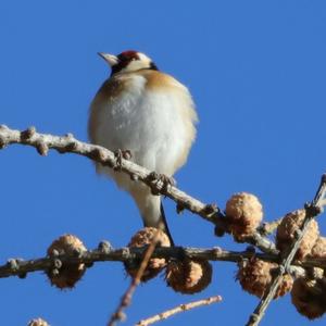 European Goldfinch