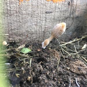 Shaggy Mane