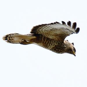 Common Buzzard