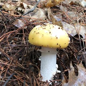 Death Cap