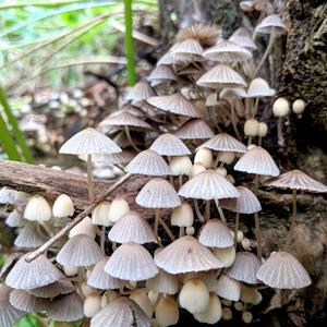 Non-inky Coprinus