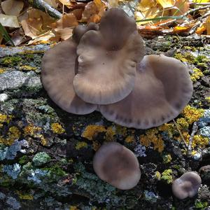 Oyster Mushroom