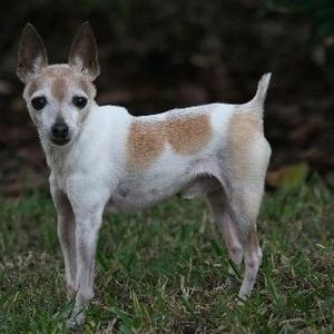 Toy Fox Terrier