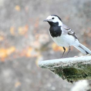 White Wagtail