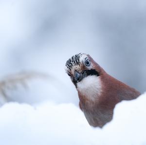 Eurasian Jay