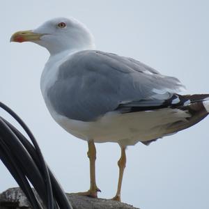 Yellow-legged Gull