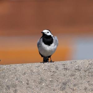 White Wagtail