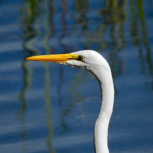 Great Egret