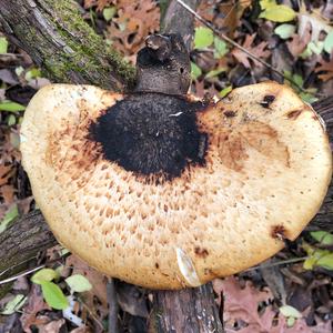 Dryad`s Saddle