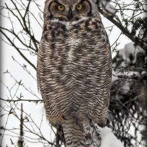 Great Horned Owl