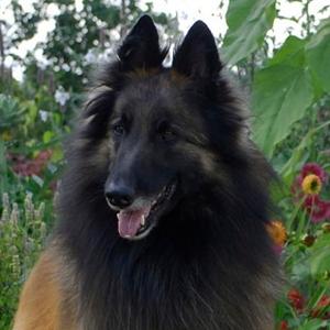 Belgian Tervuren