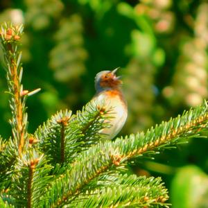 Eurasian Chaffinch