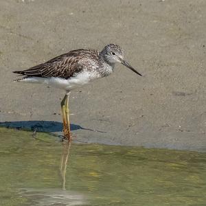 Common Greenshank