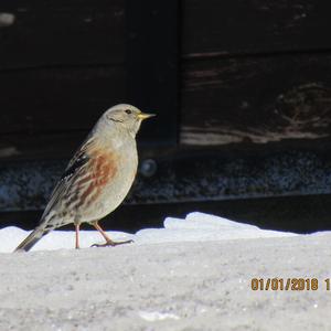 Alpine Accentor