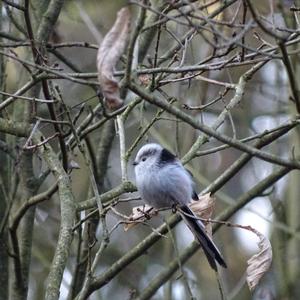 Long-tailed Tit