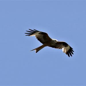 Red Kite