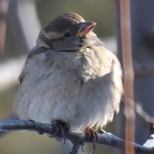 House Sparrow