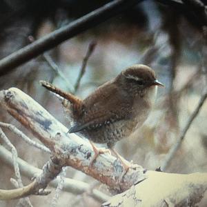 Winter Wren