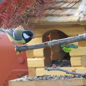 Great Tit