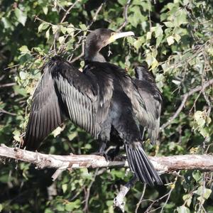 Great Cormorant