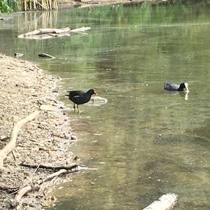 Common Coot