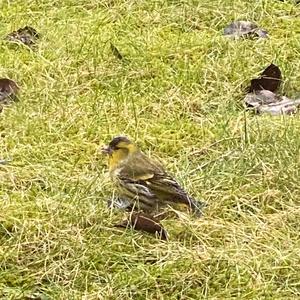 Eurasian Siskin