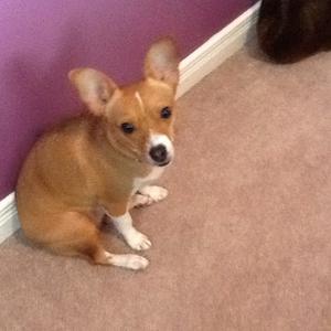 Unknown Breed