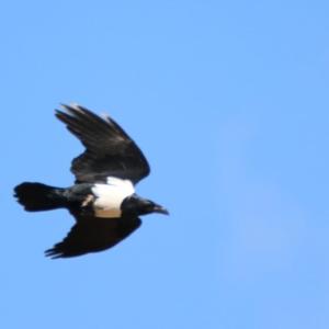 Pied Crow