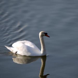 Mute Swan