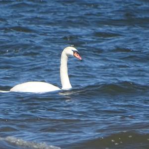 Mute Swan