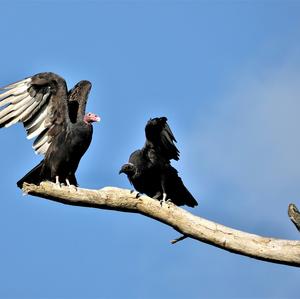 Turkey Vulture