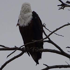 African Fish-eagle