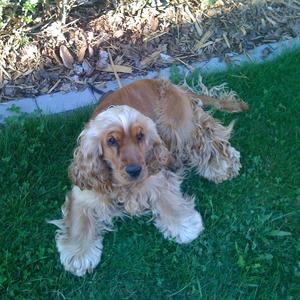 Spaniel (English Cocker)