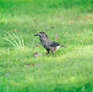 Spotted Nutcracker