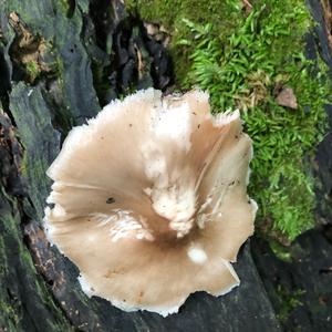 Fawn Mushroom