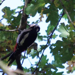 Great Spotted Woodpecker