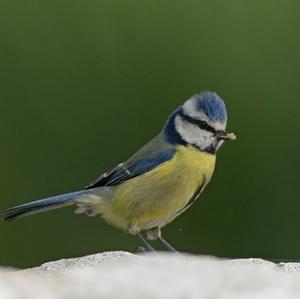 Blue Tit