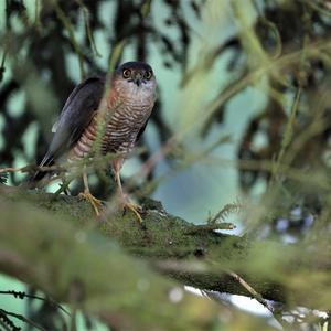 Eurasian Sparrowhawk