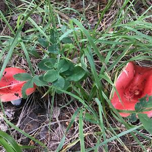 Emetic Russula