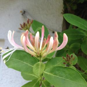 Garden Honeysuckle
